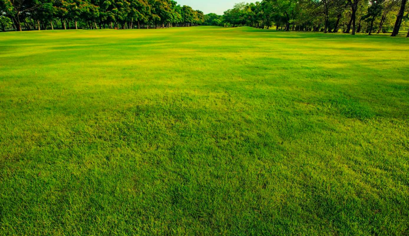 A green field bordered by trees under a clear sky.