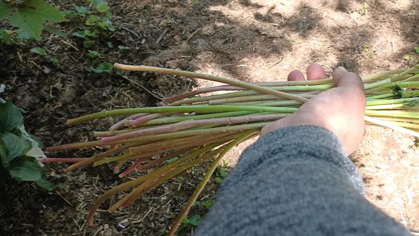 A hand holding a bunch of green plants, with a soil background and scattered foliage.