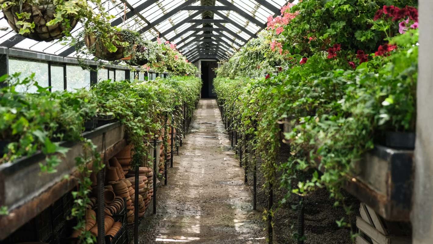 A greenhouse pathway lined with vibrant plants and hanging flower baskets on both sides.