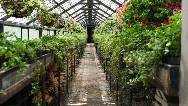 A greenhouse pathway lined with vibrant plants and hanging flower baskets on both sides.