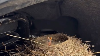 A baby bird with an open beak appears in a nest made of grass on top of a truck's tire.
