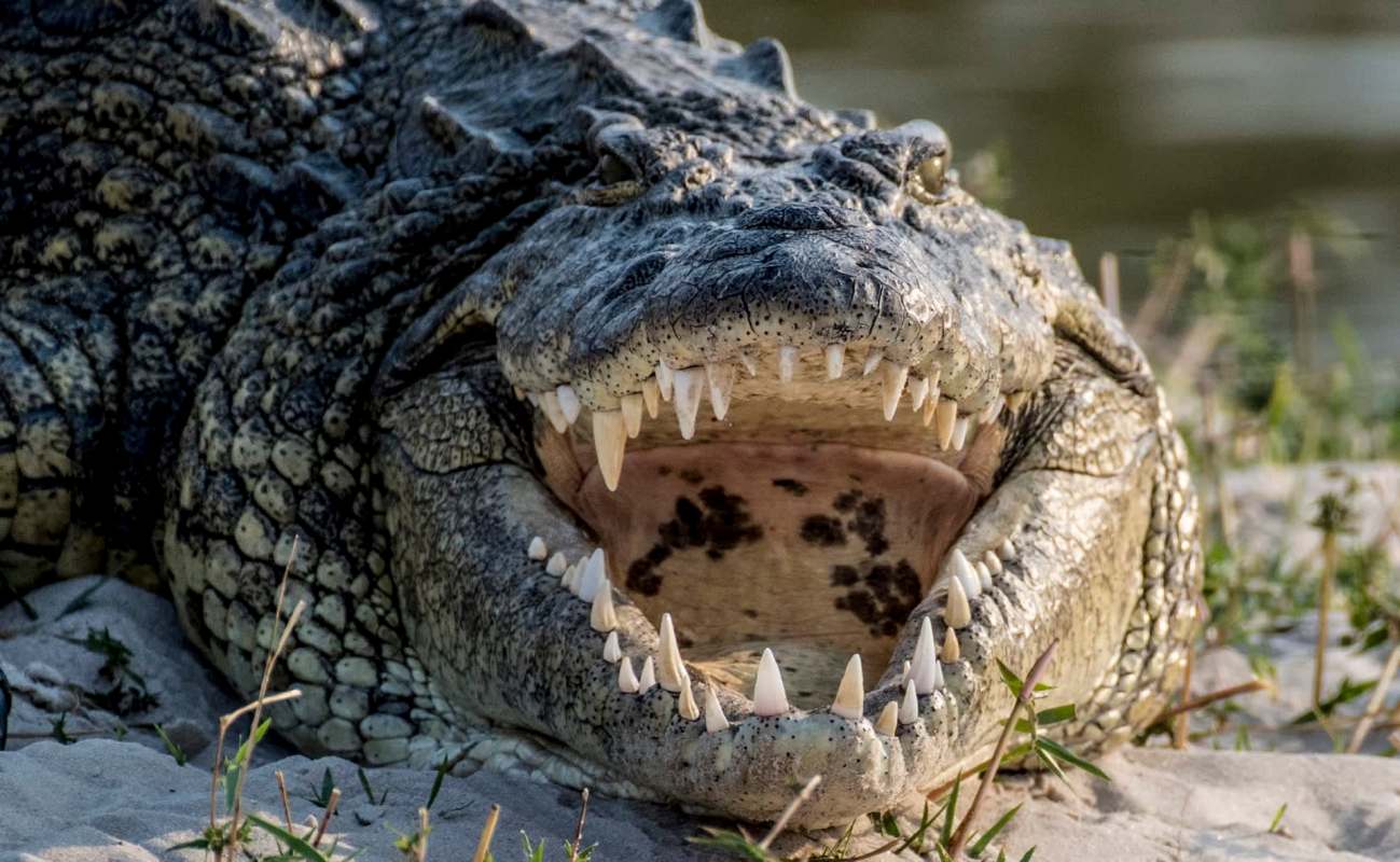 A close-up of a large crocodile with its mouth wide open, showcasing its sharp teeth on a sandy riverbank.
