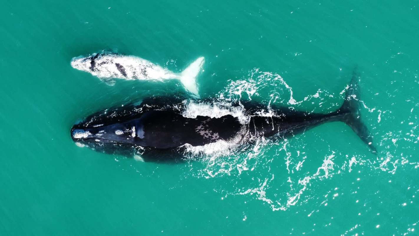 A mother right whale and her calf swimming together in clear turquoise waters.