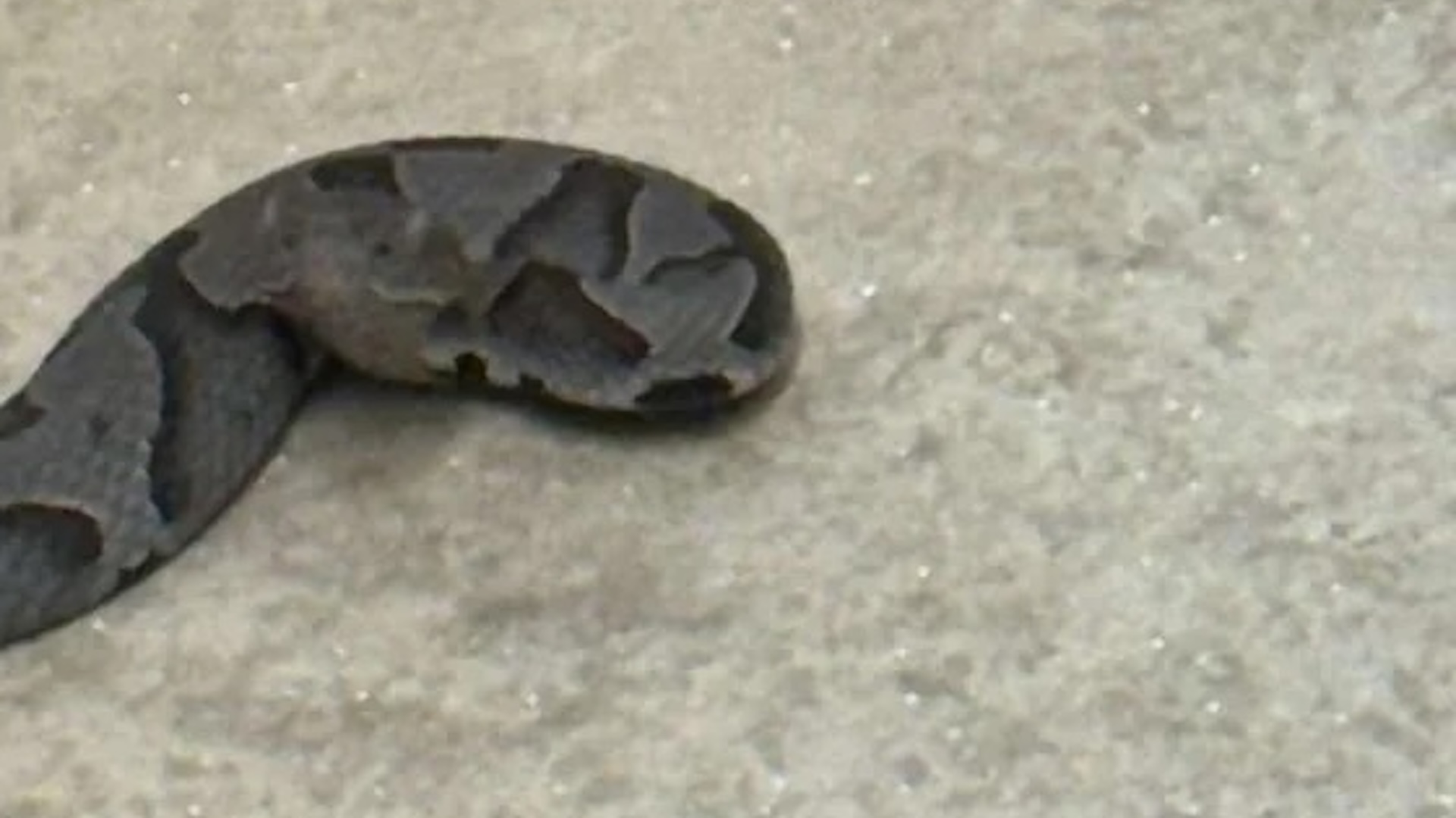 Homeowner shares photo of mystery snake spotted in North Carolina basement