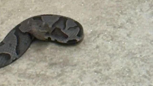 A close-up of a dark, patterned snake resting on a light-colored surface.