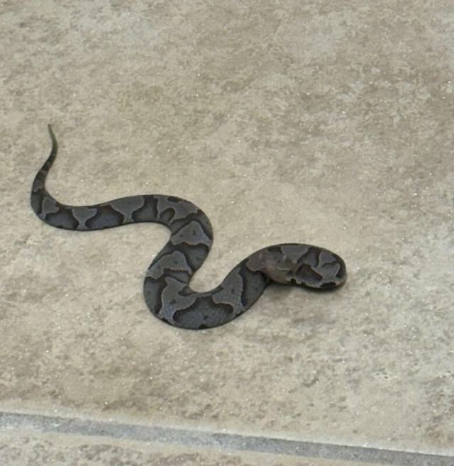A close-up of a dark, patterned snake resting on a light-colored surface.