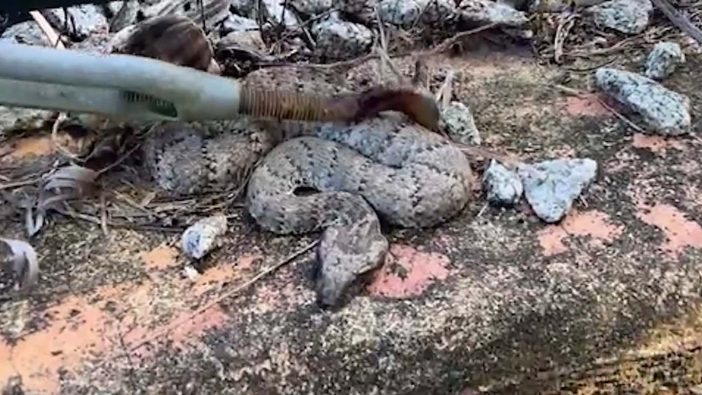 A snake is coiled on a rocky surface while being poked by a hand holding a stick.