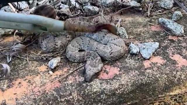 A snake is coiled on a rocky surface while being poked by a hand holding a stick.