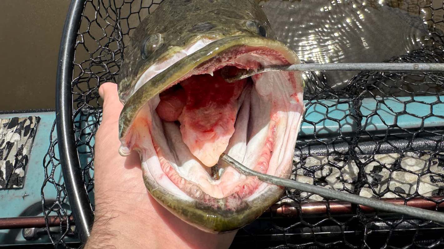 A large fish with a wide open mouth being held above a fishing net on a boat.