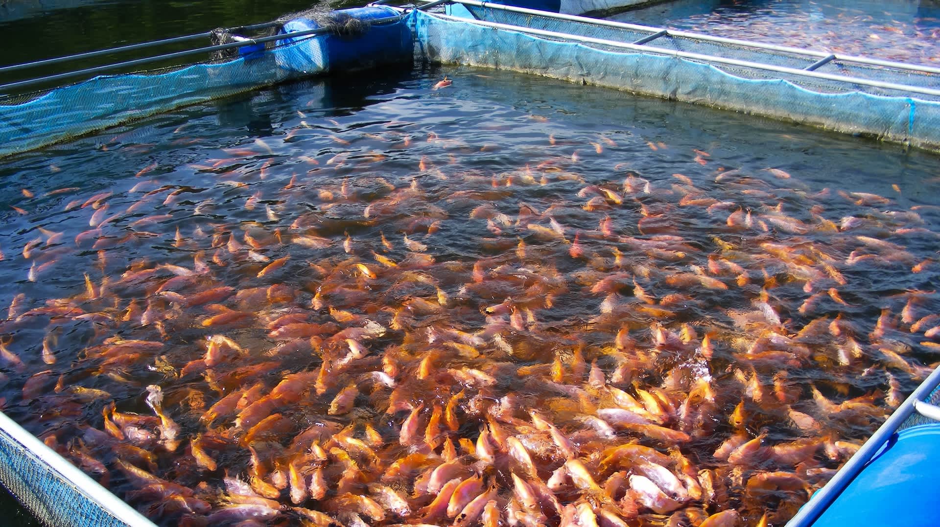 Equivalent to raw sewage from 20 million people, fish farm sludge decimates Norwegian fjords