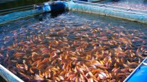A large group of orange-reddish tilapia fish swimming in a netted pond.
