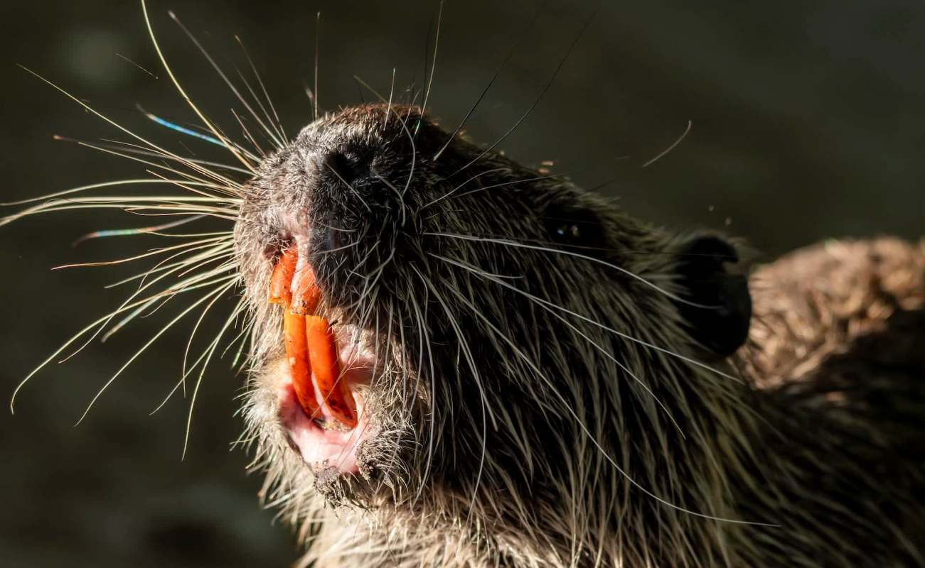 A close-up of a nutria with orange teeth and wet fur, set against a green, watery background.