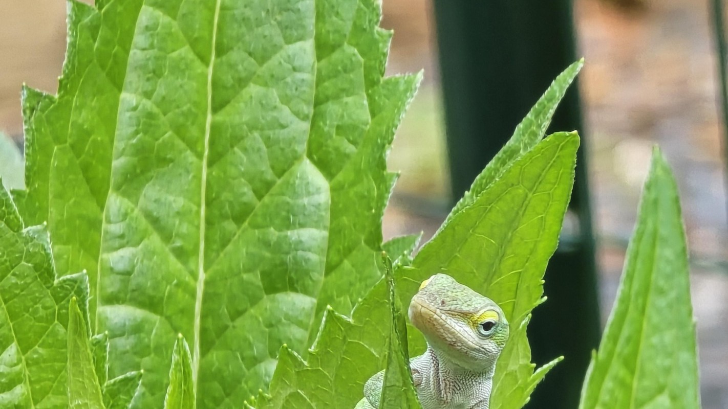 A green anole lizard peeking out from behind large, vibrant green leaves.