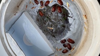 A close-up of a bucket filled with water, seeds, and several dead brown June bugs floating on the surface.