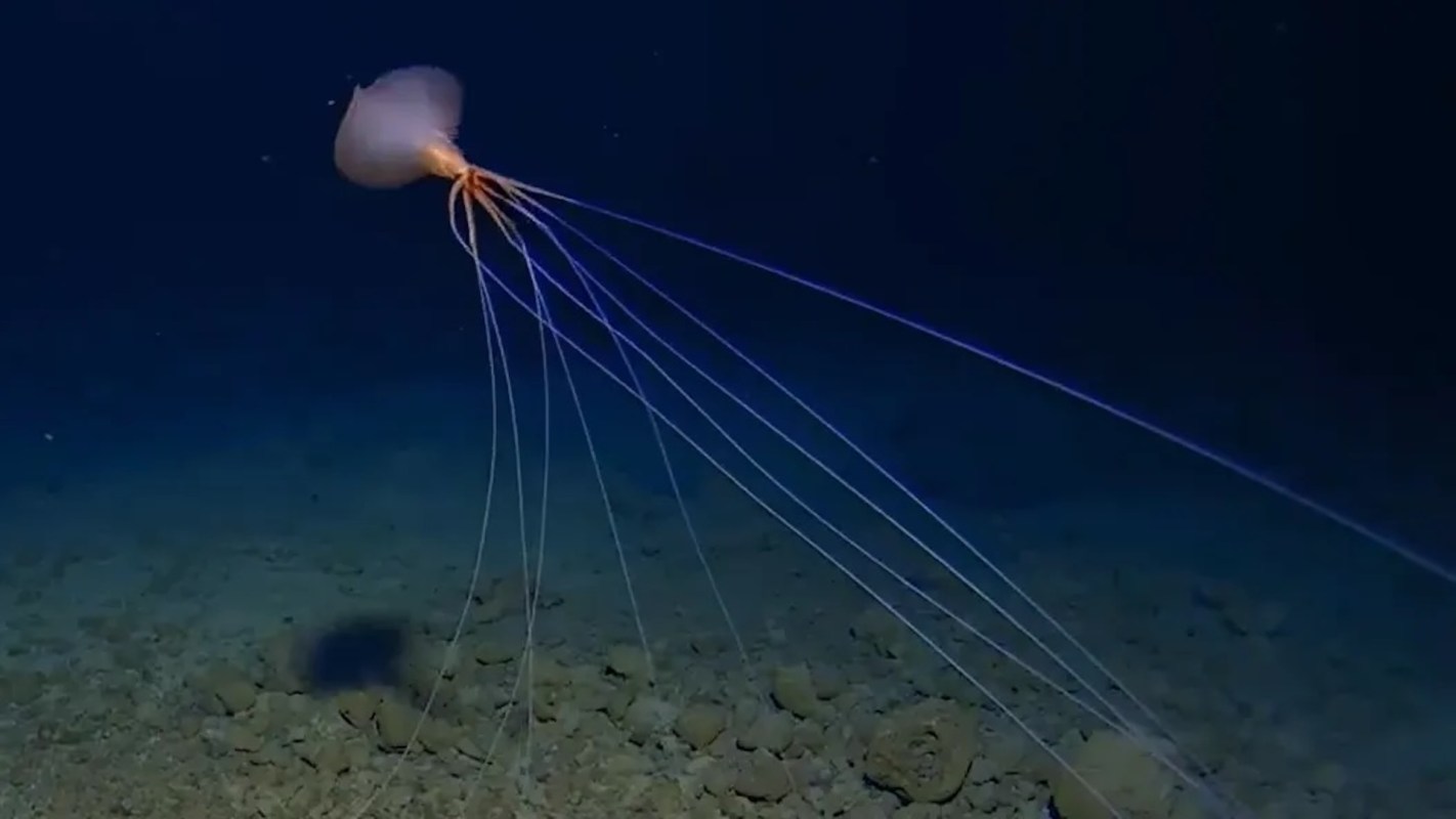 A bigfin squid with long, flowing tentacles glides through deep blue water over a rocky seabed.