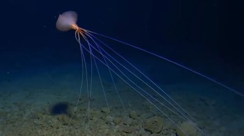 A bigfin squid with long, flowing tentacles glides through deep blue water over a rocky seabed.