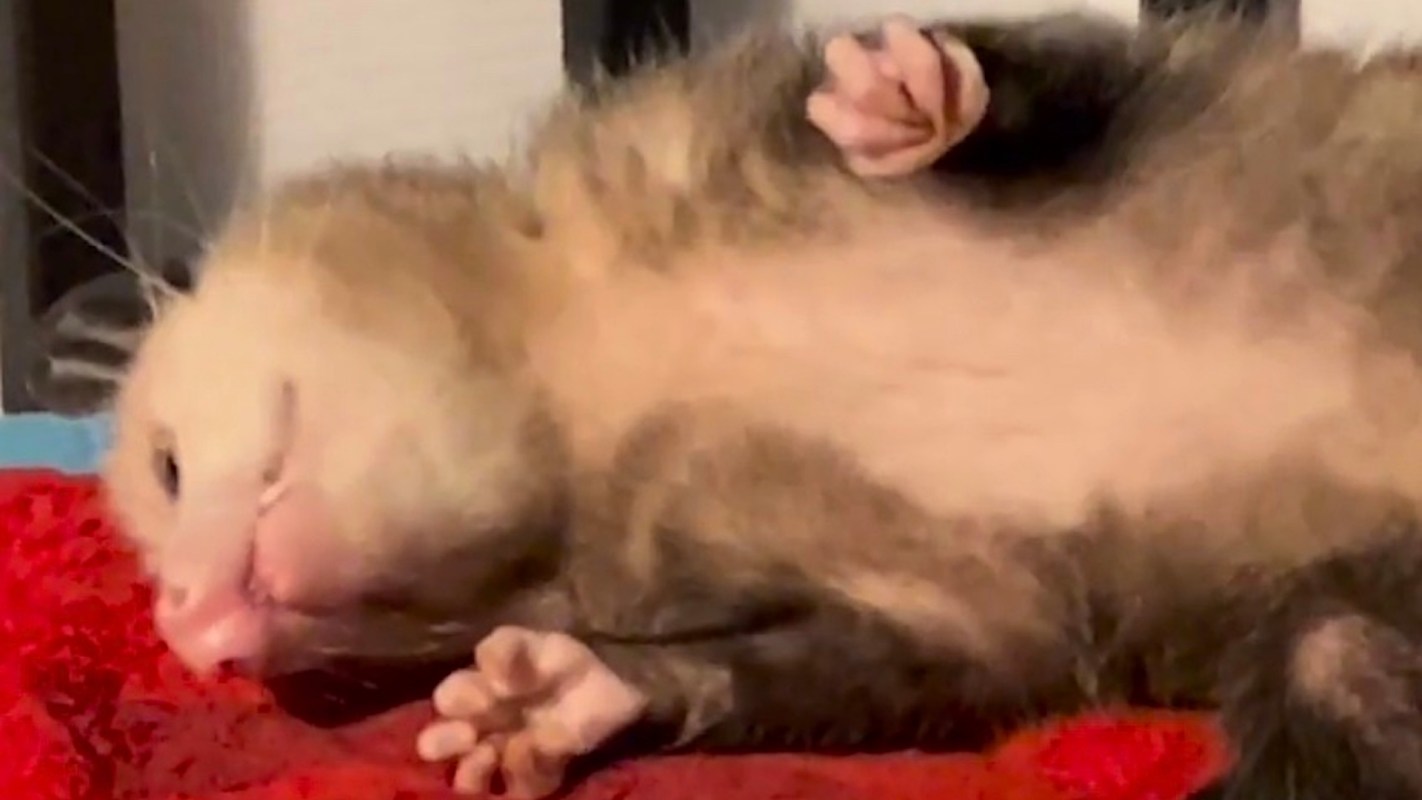 A relaxed opossum lies on its back on a red blanket, with its paws in the air.