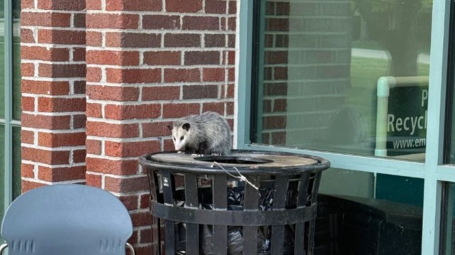 A small possum is perched on top of a trash can near a brick wall and window.