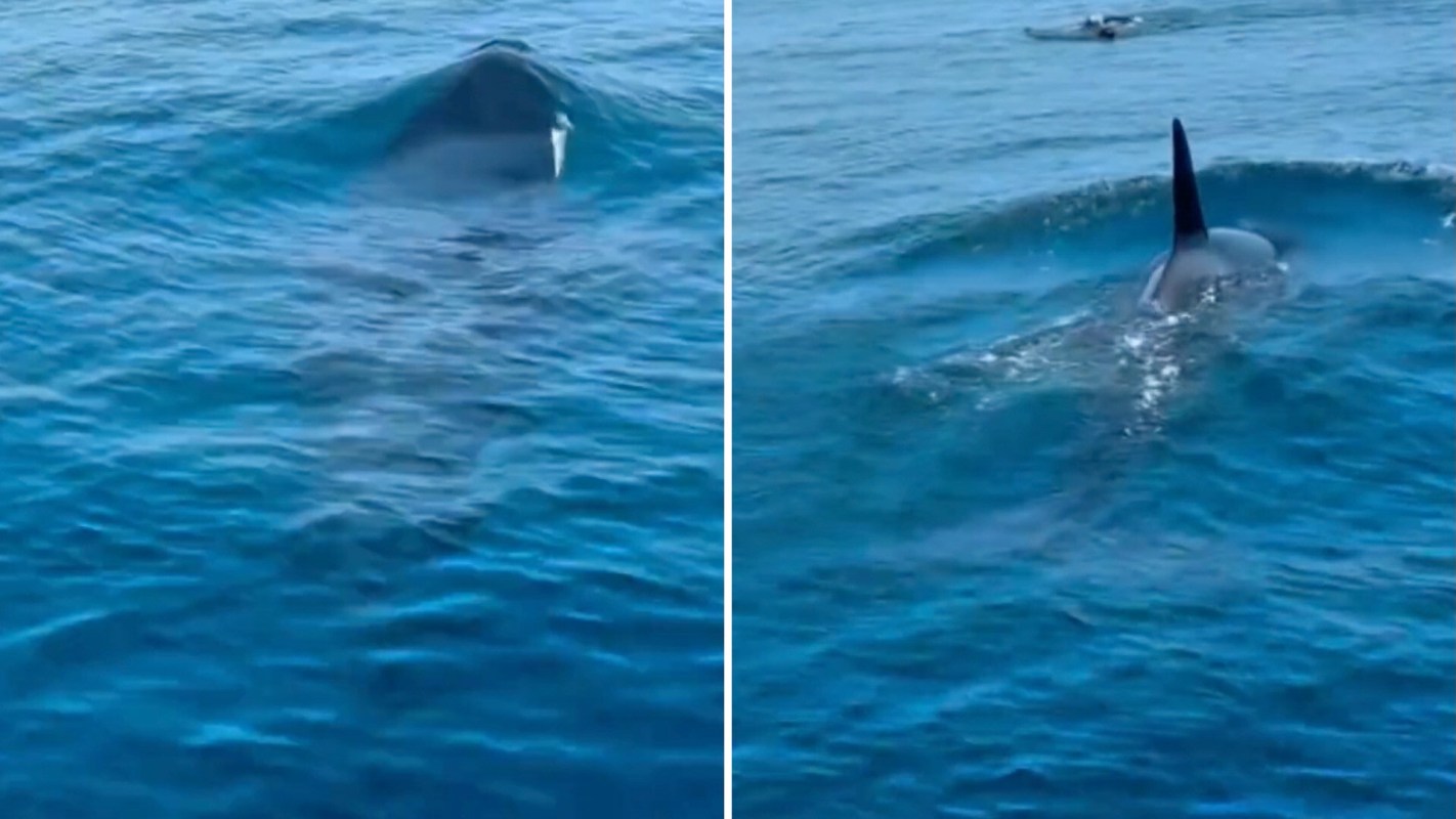 An orca surfaces in calm ocean waters, then approaches something on the surface.