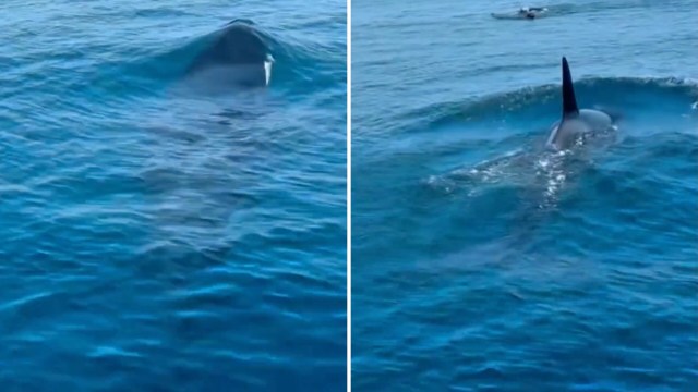 An orca surfaces in calm ocean waters, then approaches something on the surface.