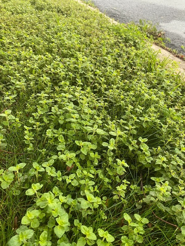 A patch of lush green ground cover adjacent to a sidewalk, with a damp surface and scattered small plants.