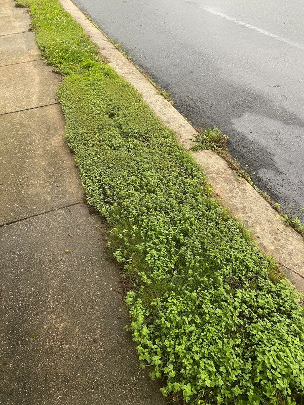 A patch of lush green ground cover adjacent to a sidewalk, with a damp surface and scattered small plants.