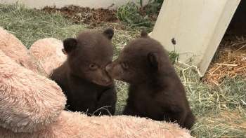 Two young bears playfully touch noses beside a large, soft toy in a grassy area.