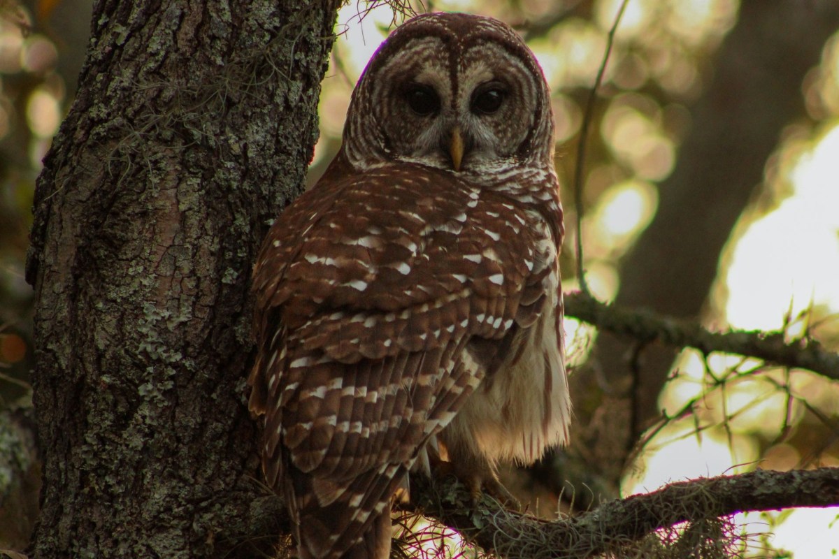 A brown and white barred owl perched on a tree branch, looking curiously at the viewer.