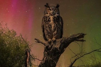 A great horned owl perched on a branch against a colorful, starry night sky.