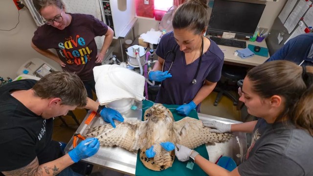 Wildlife care specialists examine and treat an owl on a table.