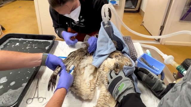 Two veterinarians in gloves treat an injured owl with anesthesia and medical tools on a table.