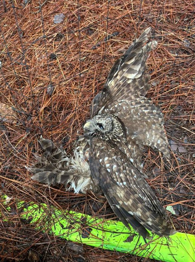 An owl is motionless on the ground.