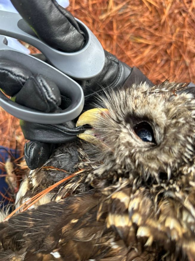 Someone with a black glove is holding scissors and an owl.