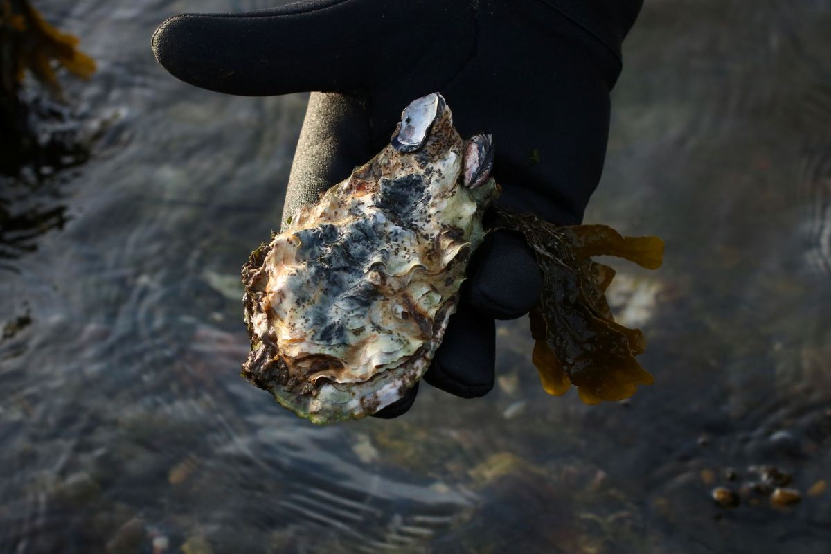 A gloved hand holds a large oyster above shallow water, surrounded by seaweed.