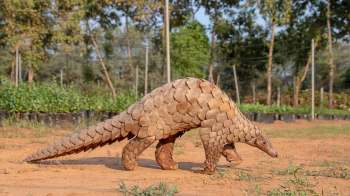 A pangolin walking on sandy ground with green vegetation in the background.