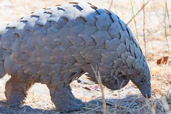 A close-up of a pangolin foraging on the ground, showcasing its distinctive scale-covered body.