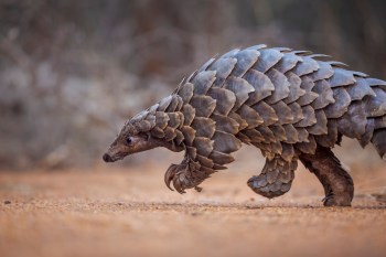 A pangolin walking on a dirt path, showcasing its distinctive armored scales and slender snout.