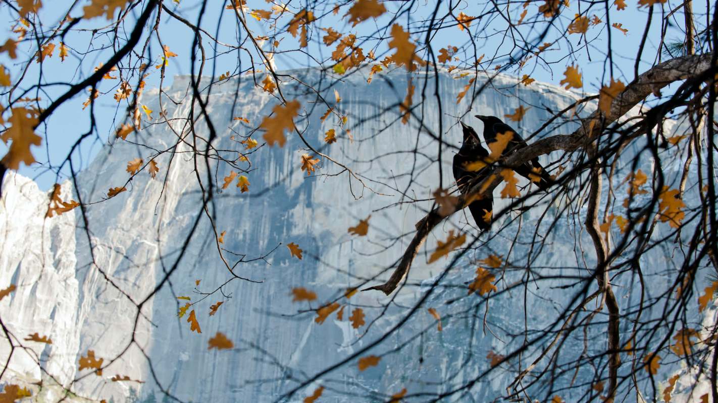 Two birds perch on a branch amidst yellow autumn leaves, with a granite cliff backdrop under a clear blue sky.