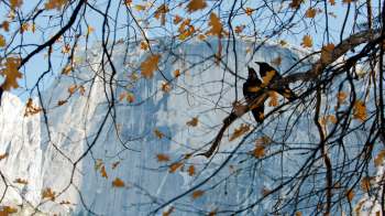 Two birds perch on a branch amidst yellow autumn leaves, with a granite cliff backdrop under a clear blue sky.