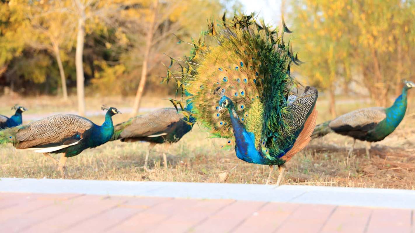 A vibrant peacock displays its colorful tail, surrounded by several other peacocks in a park.