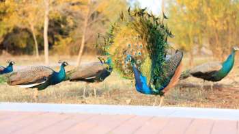 A vibrant peacock displays its colorful tail, surrounded by several other peacocks in a park.