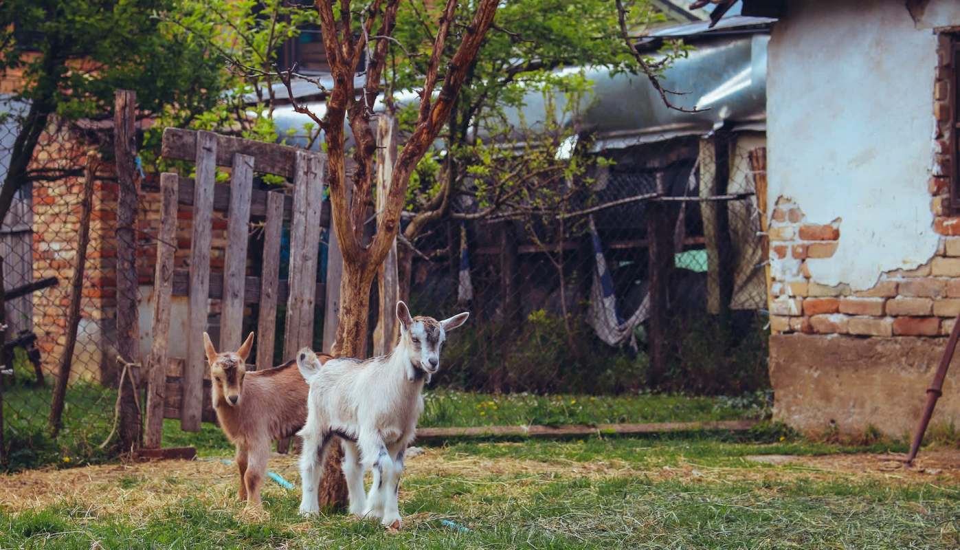 Two young goats play in a grassy yard with trees and a rustic wooden fence in the background.