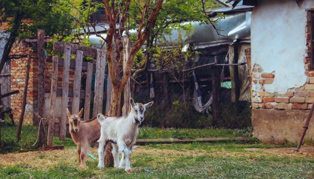 Two young goats play in a grassy yard with trees and a rustic wooden fence in the background.
