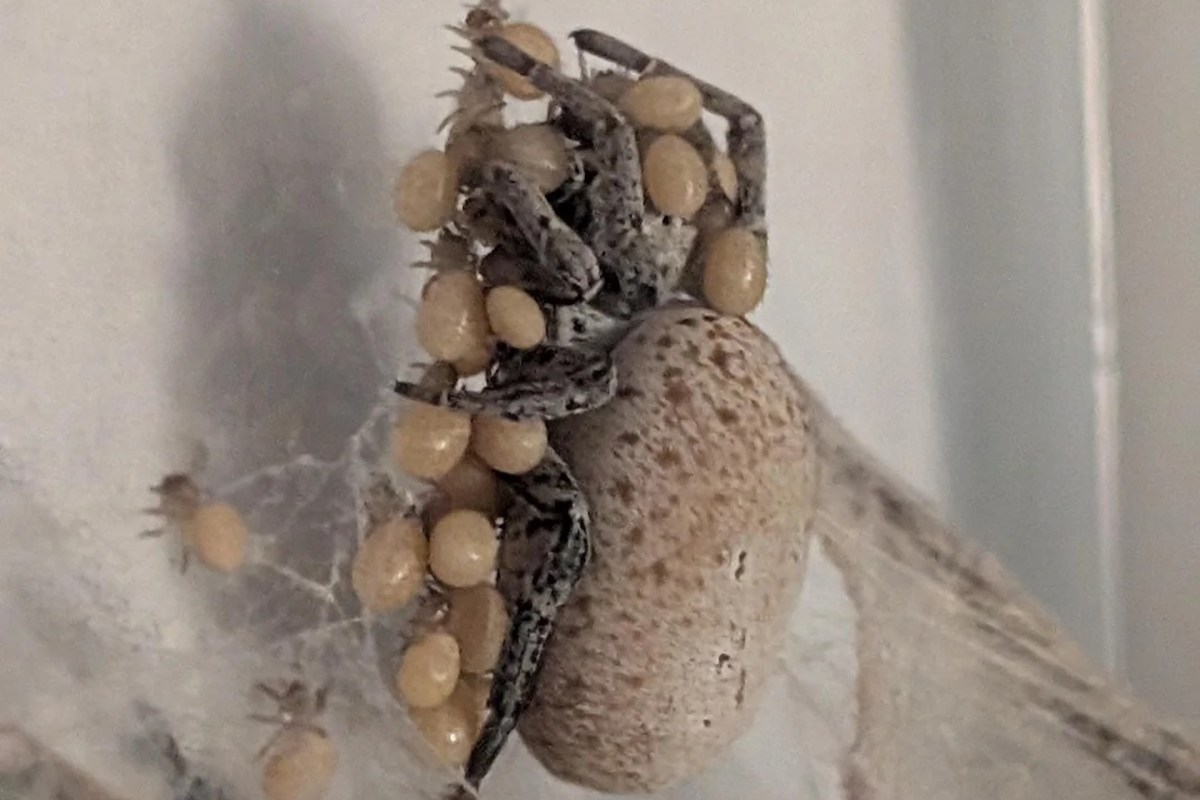A spider with egg sacs on its back sits on a web against a light background.