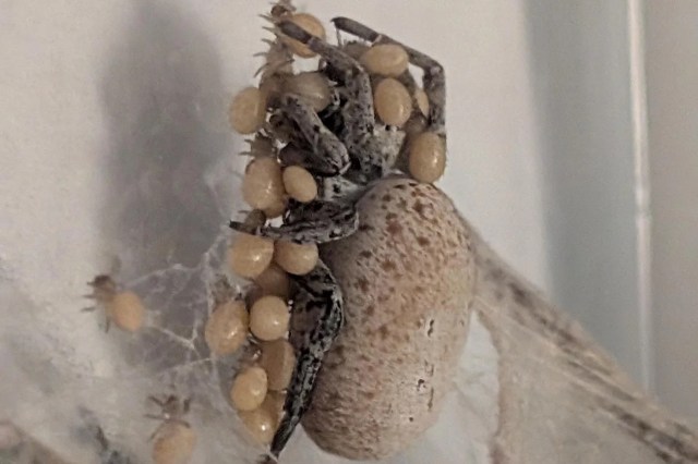A spider with egg sacs on its back sits on a web against a light background.