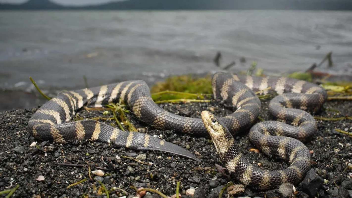 A striped snake resting on a rocky shoreline near a body of water.