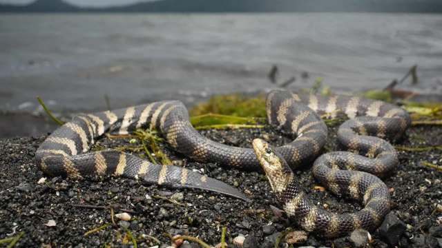 A striped snake resting on a rocky shoreline near a body of water.