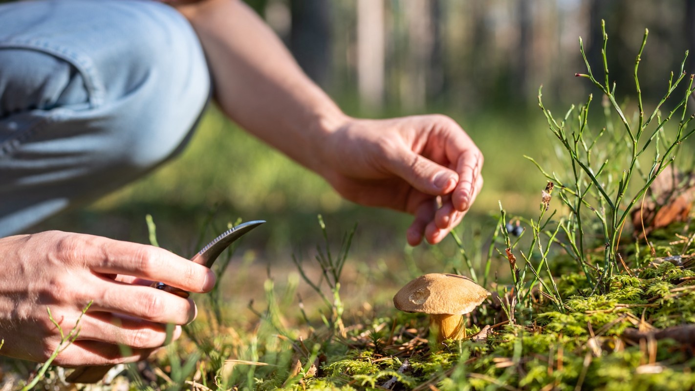 A person crouches to examine and cut a wild mushroom growing in a forest setting.