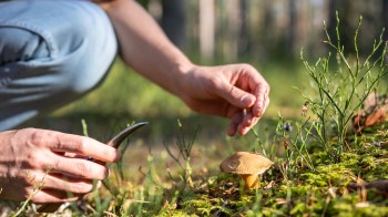 A person crouches to examine and cut a wild mushroom growing in a forest setting.