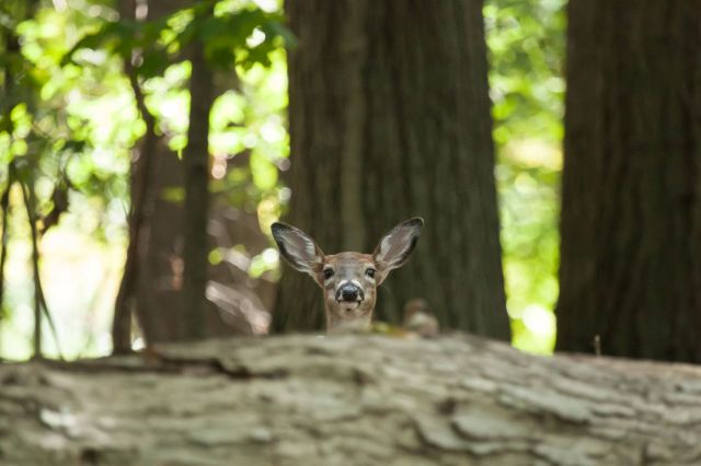 A deer peeks over a log in a lush green forest.